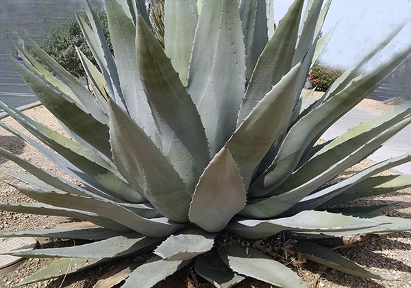 Agave Nectar, Is It A Healthy Sweetener?