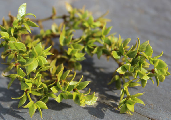 The Quick Guide to Wild Edible Plants