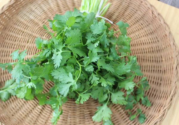 cilantro-coriander-bunch