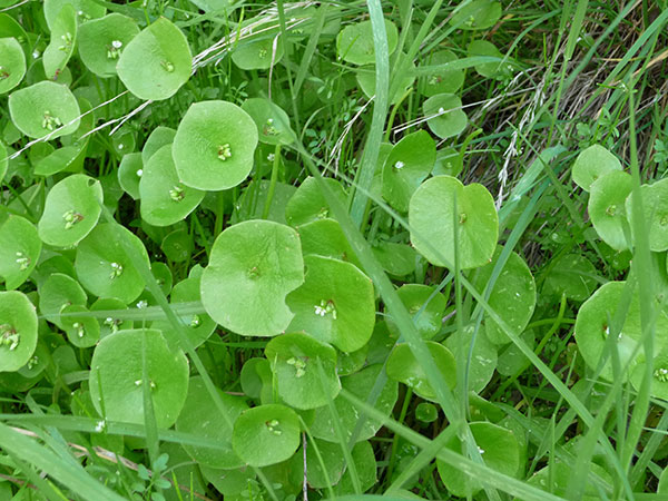 Harvesting Miners Lettuce, A Wild Green Superfood