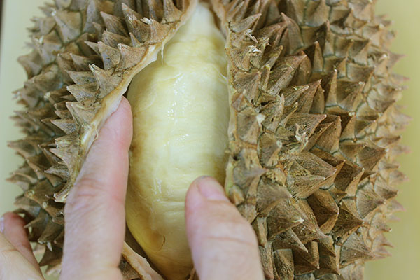 Durian Fruit A Unique Super Fruit From The Tropics