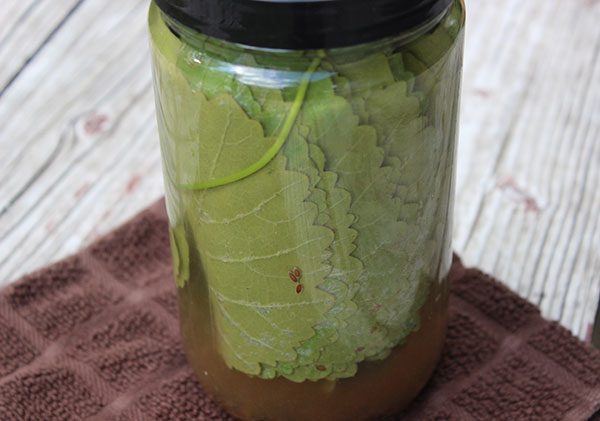 how to make fermented pickles feasting at home on where to buy grape leaves for fermenting pickles