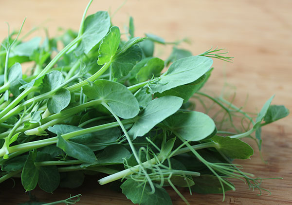 pea-shoots-the-tender-new-sprouting-green