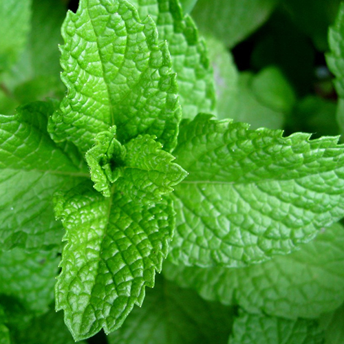 Herbal Flavor Enhancers for Teas, Drinks and Desserts