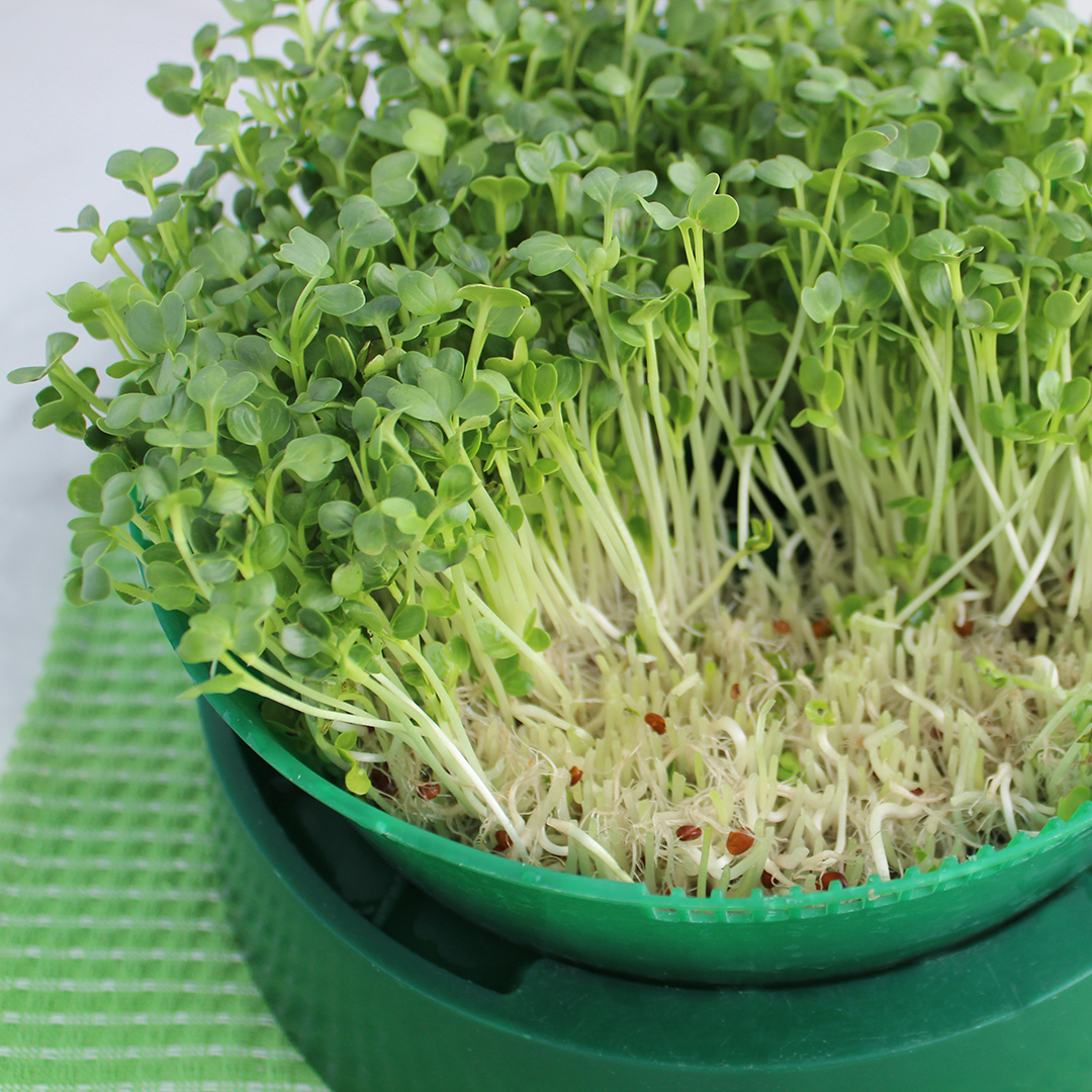 Daikon Sprouts, How to Grow and Reason to Eat Them