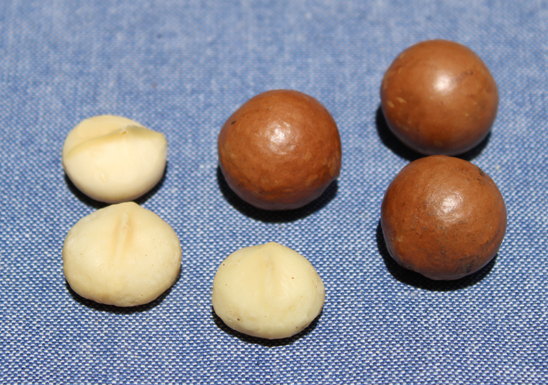 Top 4 Nutritional Benefits of Macadamia Nuts and Fun Facts
