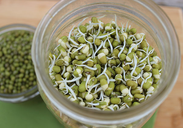 Mung Bean Sprouts, How to Sprout Mung Beans