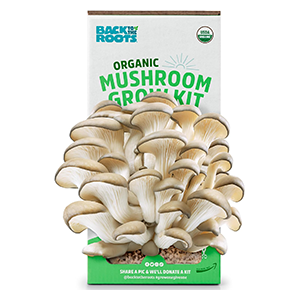 oyster-mushroom-kit