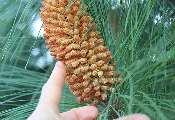 Pine pollen is flying all over the sky, pick it to make pine flower cake,  soft and sweet - YouTube