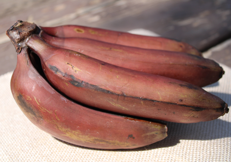 Red Banana Nutrition And Comparison To Yellow Banana