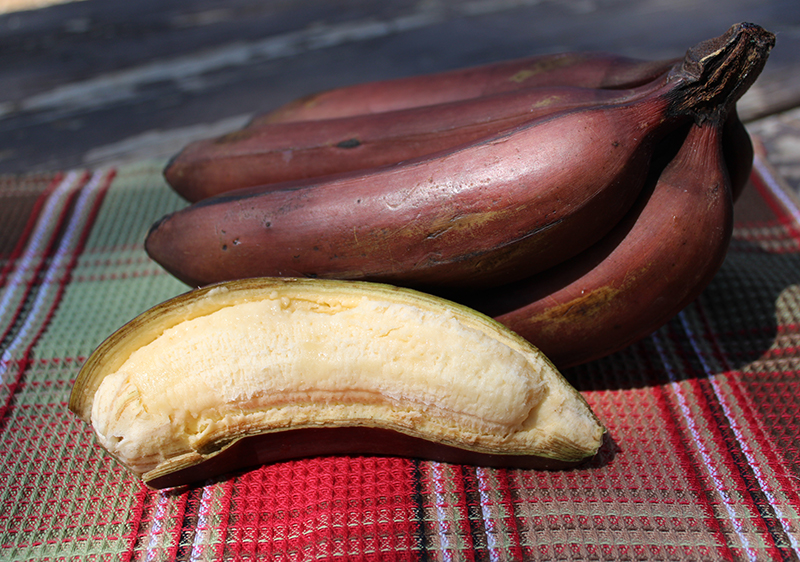 Red Banana Nutrition And Comparison To Yellow Banana