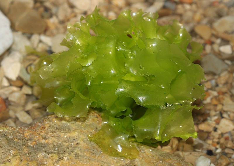 5 Sea Lettuce Facts, About Nutrition and Quality