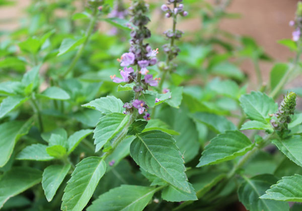 Tulsi Tea Benefits and Types of Tulsi