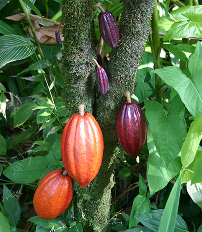 Cacao Beans, Natures Raw Chocolate