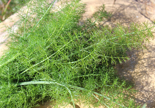 List of 5 Wild Herbs to Harvest for Herbal Preparations