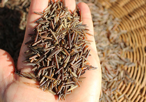 what-is-wild-rice-a-wild-and-cultivated-grain-option