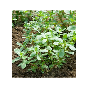 purslane-seeds-daves-amazon