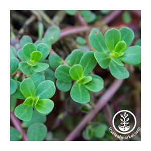 purslane-true-leaf